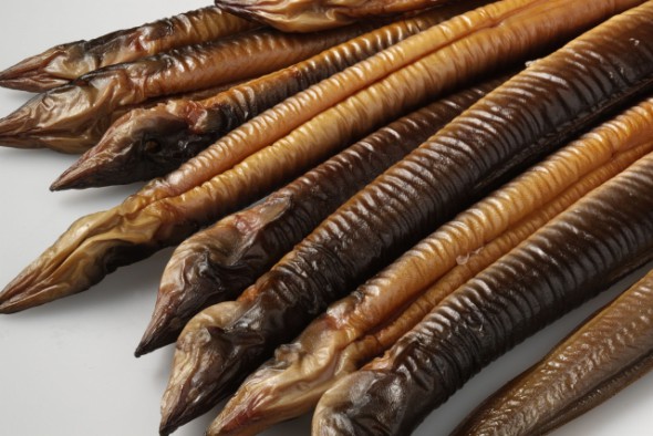 オランダうなぎ