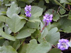 くず-Starr_021012-0015_Pueraria_montana_var._lobata