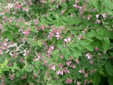 hagi (萩, Japanese bush clover)