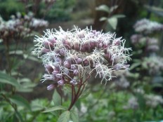 ふじばかま-Eupatorium_japonicum_flower