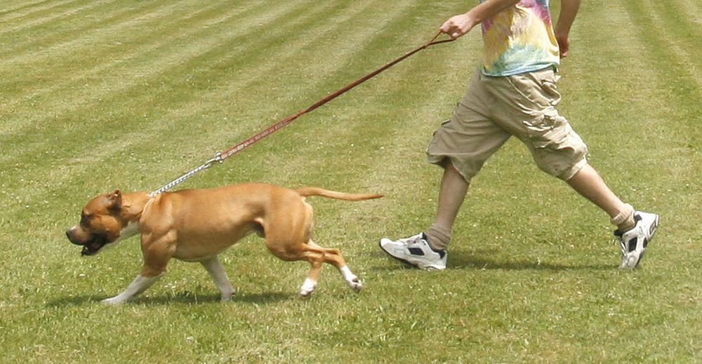 -craig-maynard-with-his-dog-seamus-82054713f106d303 (1)