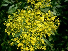 おみなえし-Patrinia_scabiosifolia1-1